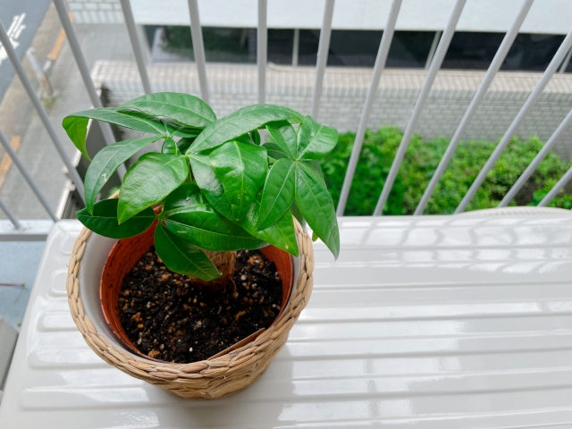 ベランダの観葉植物