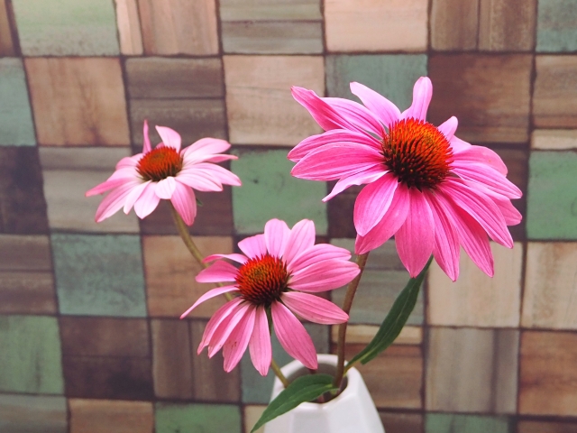花瓶のエキナセア