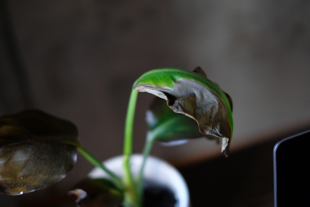 枯れた観葉植物