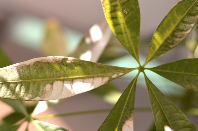 枯れてきた観葉植物