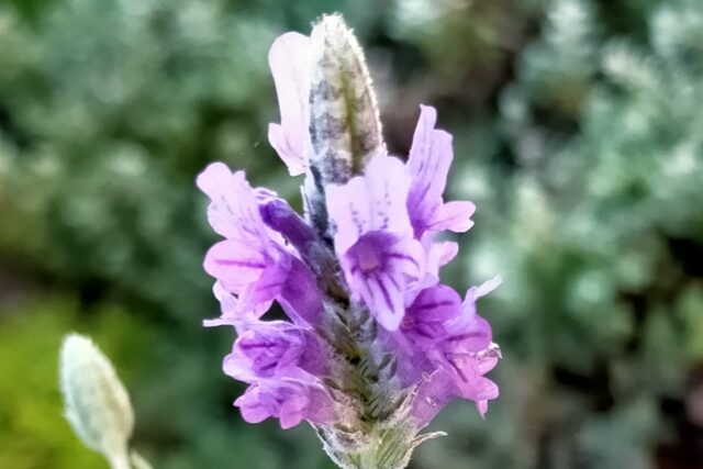 レースラベンダー