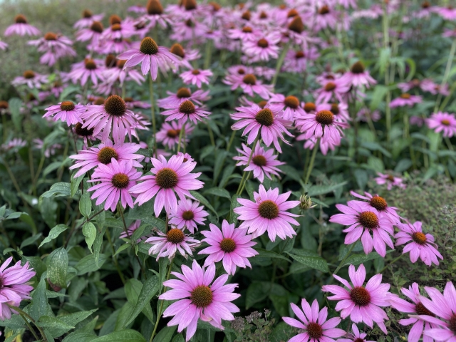 増えるエキナセア