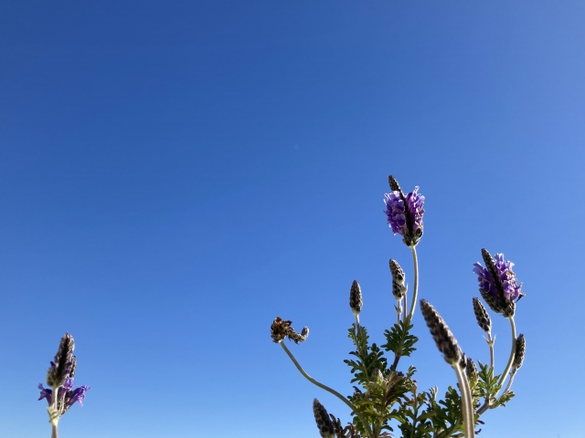 夏のレースラベンダー