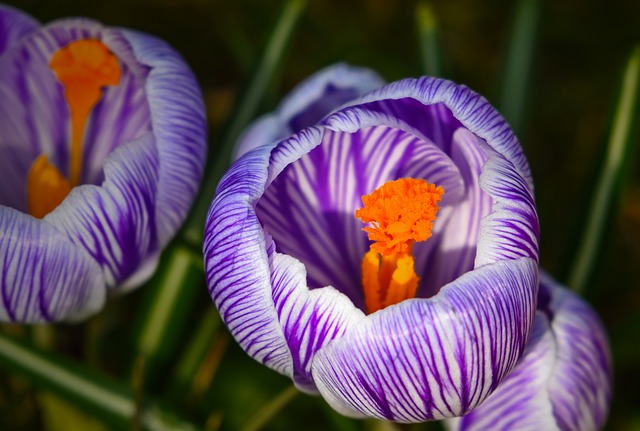 地植えのクロッカス