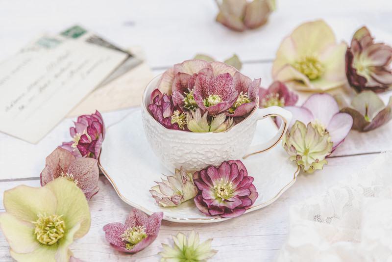 カップのクリスマスローズ