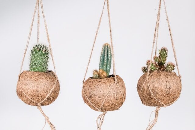 観葉植物の根っこを健康に育てる