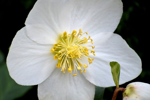 白いクリスマスローズ