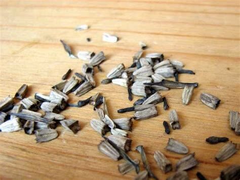 エキナセアの種