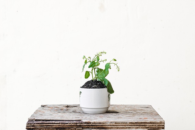 室内の観葉植物