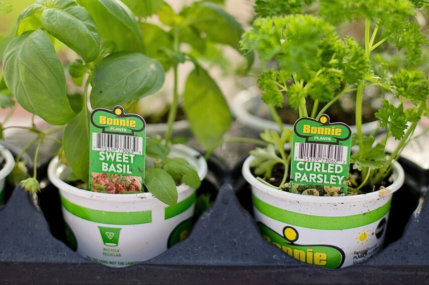 バジルとパセリ