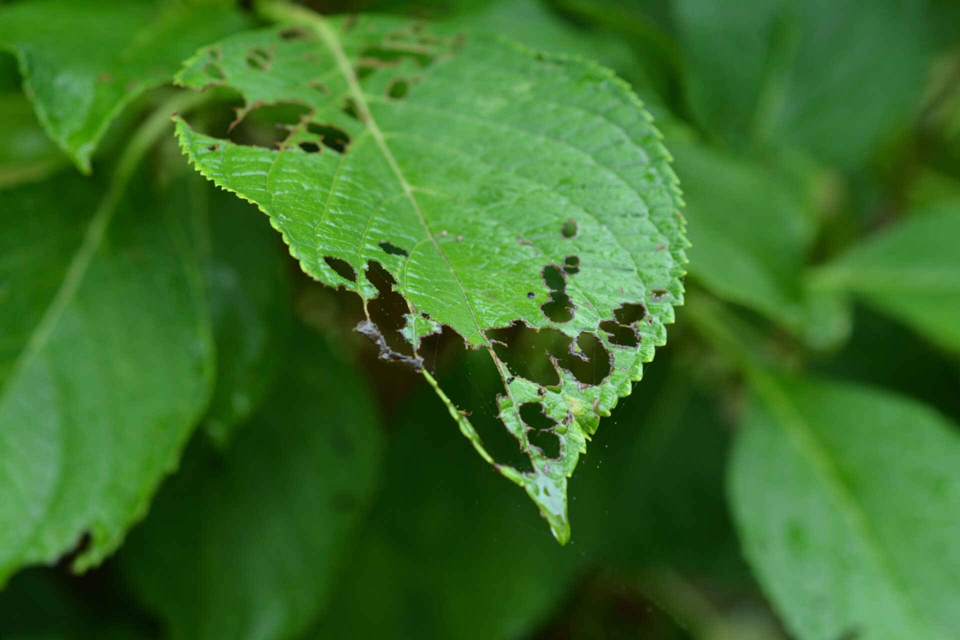 不織布プランターの虫対策