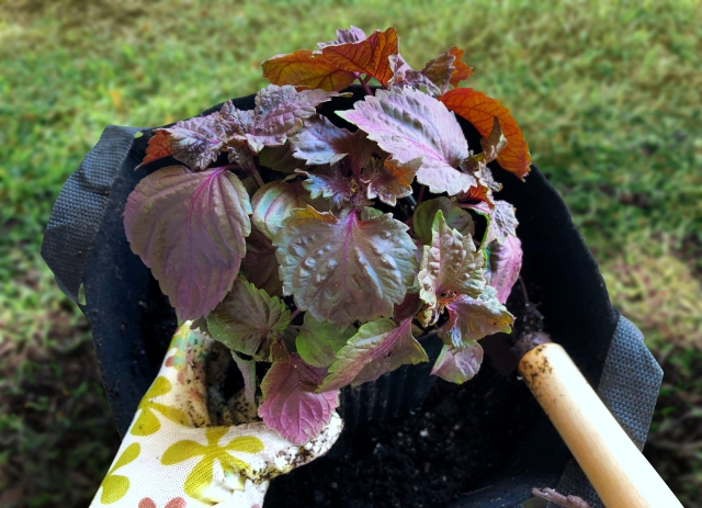 不織布プランターを土に埋める使い方