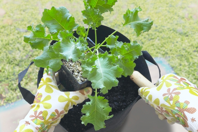 不織布プランターの収納面