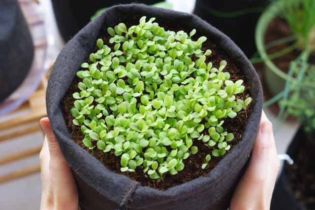 不織布プランターの設置場所