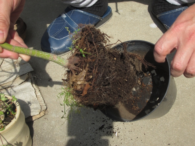 不織布プランターの強度