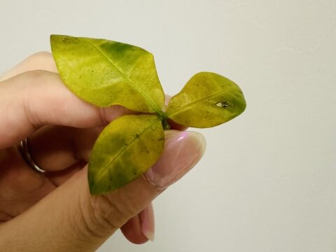 元気のないパキラ