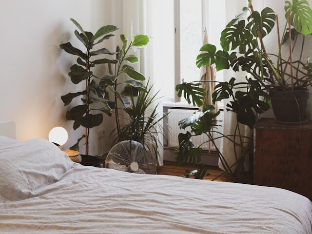 寝室の観葉植物