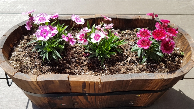 なでしこを増やす方法