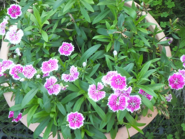 なでしこの基本的な育て方