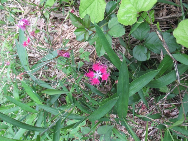 なでしこの花が終わった後の管理方法