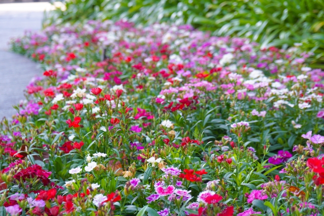 なでしこは一年草・多年草として楽しめる花