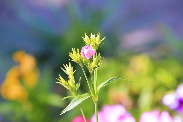 なでしこの越冬のためのポイント