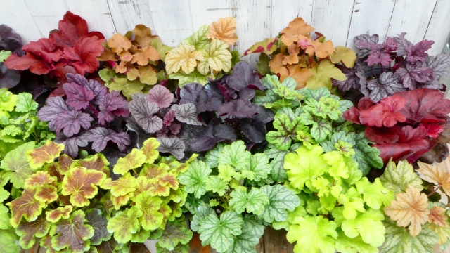 グランドカバーとしての背の高い常緑多年草