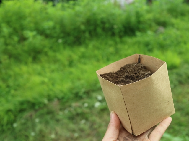 そのまま植えることができるポット苗の種類