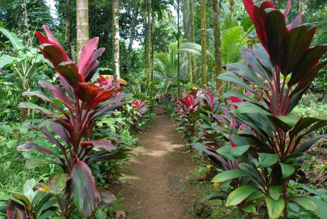 ドラセナ・インディビサ