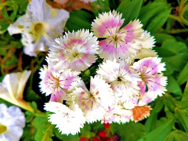 なでしこが枯れる原因と一年草に見える理由