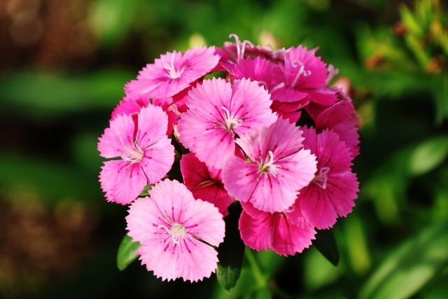 なでしこが一年草としてあつかわれるケース