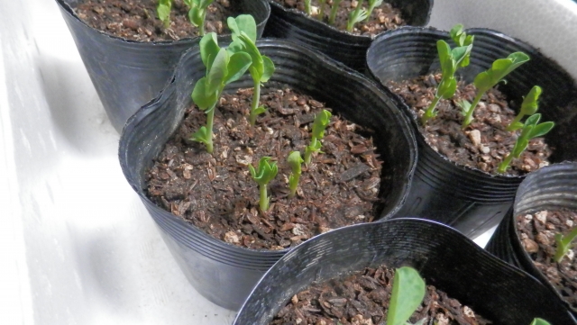 ビニールポットのまま植えるのはNG