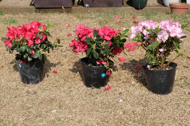 ビニールポットでも一時的にそのまま植える場合とは