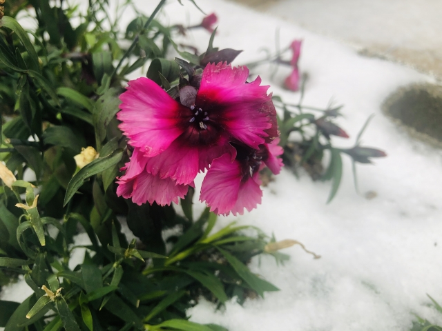 多年草なでしこが越冬できる条件