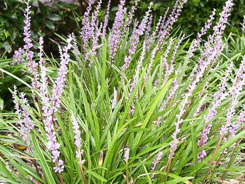 ヤブラン・ギガンテウム