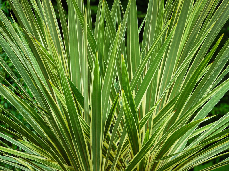 ニューサイラン