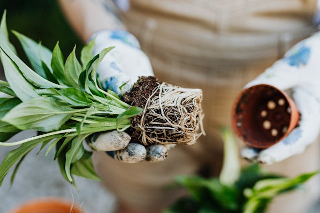 根はほぐす?買ってきた苗の状態に合わせた判断基準