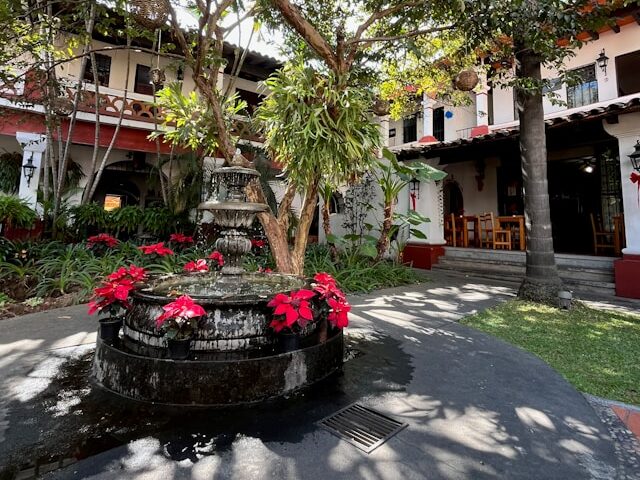 ポインセチアを地植えで育てる