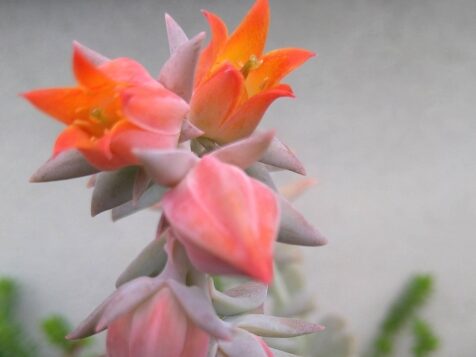 多肉植物の花が咲いた後の処理ステップ