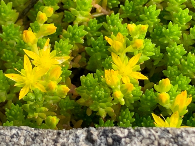 多肉植物の花を切る判断基準とメリット・デメリット