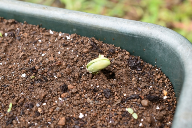 プランターでの枝豆栽培に適した土選び
