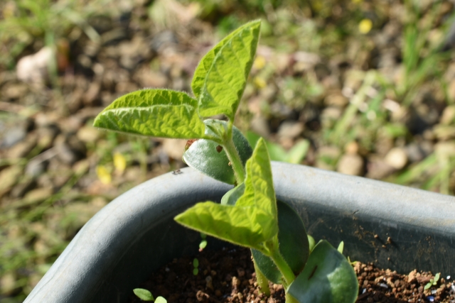 枝豆の間引きタイミングと具体的な方法
