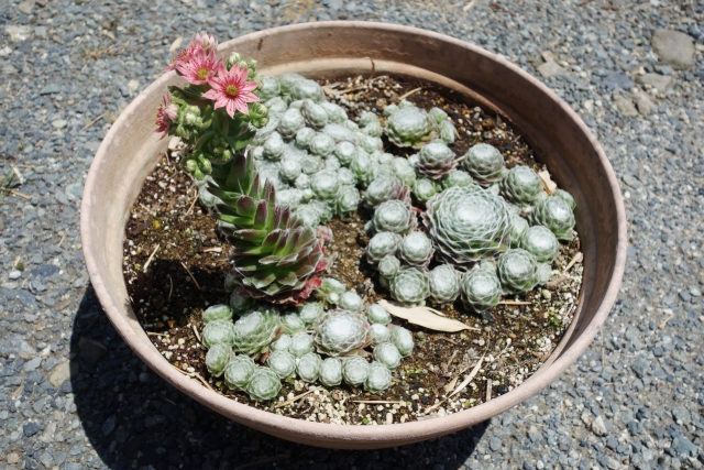 多肉植物の花が咲くと枯れる種類もある