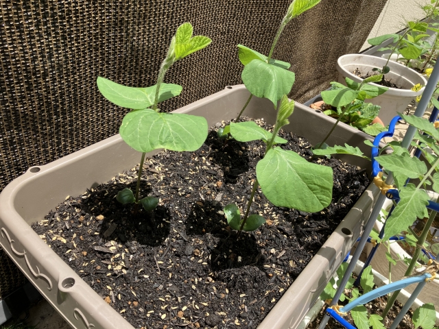 枝豆栽培に必要なプランターの選び方