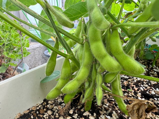 枝豆のプランター栽培の育て方と管理のコツ