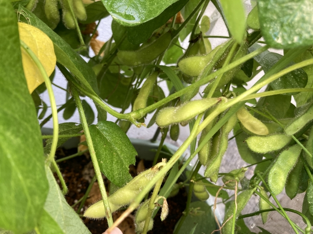 枝豆栽培の倒伏防止の工夫