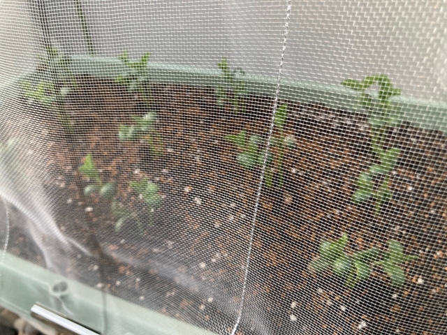 適切な株間と苗の選び方