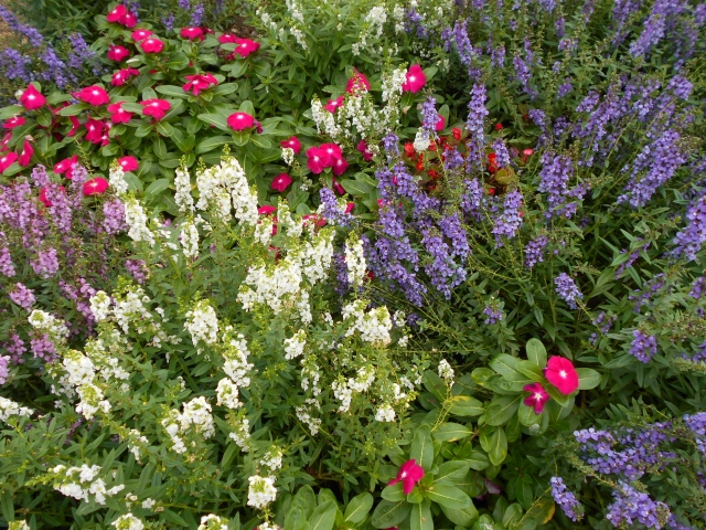 寄せ植えで一年草が枯れた場合の対処法