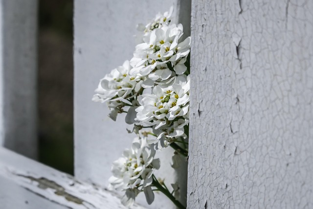 一年草イベリスと多年草イベリスの基本的な違い