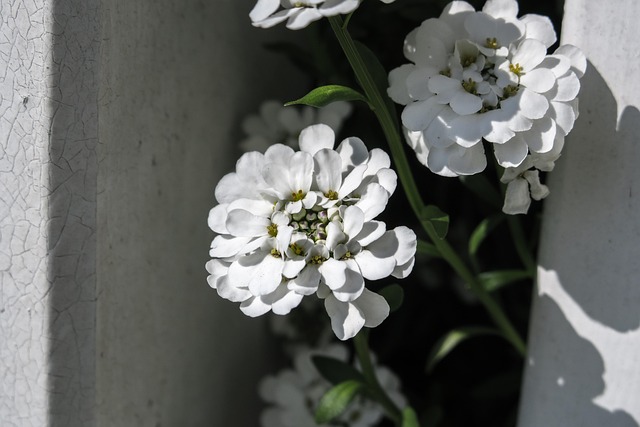 多年草イベリスを長持ちさせるコツ